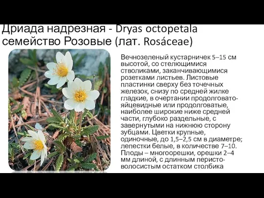 Дриада надрезная - Dryas octopetala семейство Розовые (лат. Rosáceae) Вечнозеленый кустарничек 5–15