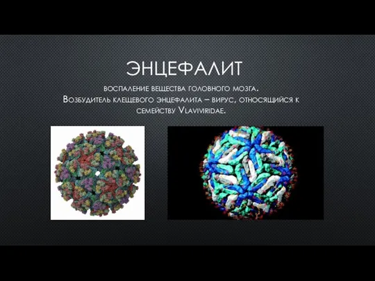 воспаление вещества головного мозга. Возбудитель клещевого энцефалита – вирус, относящийся к семейству Vlaviviridae. ЭНЦЕФАЛИТ