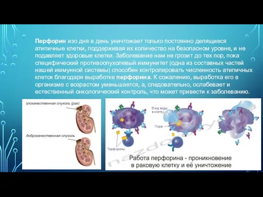 Перфорин изо дня в день уничтожает только постоянно делящиеся атипичные клетки, поддерживая