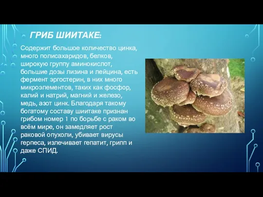 ГРИБ ШИИТАКЕ: Содержит большое количество цинка, много полисахаридов, белков, широкую группу аминокислот,
