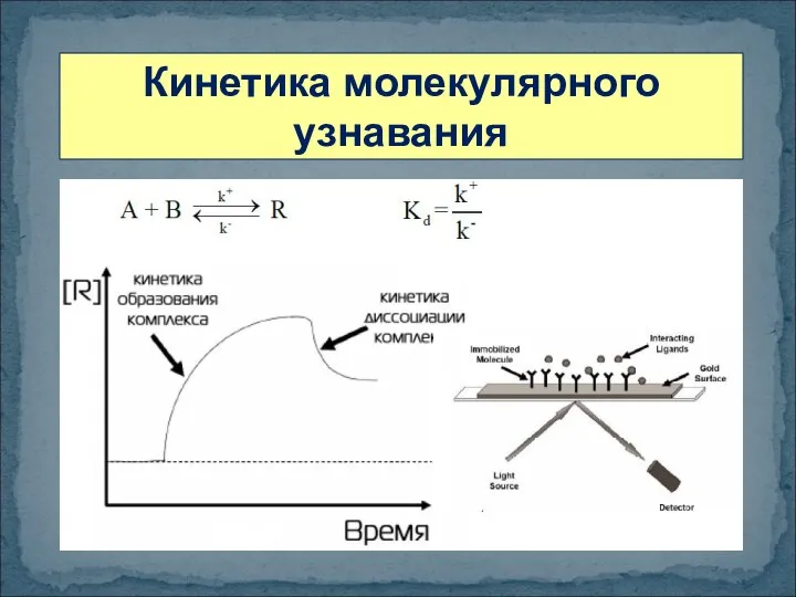 Кинетика молекулярного узнавания