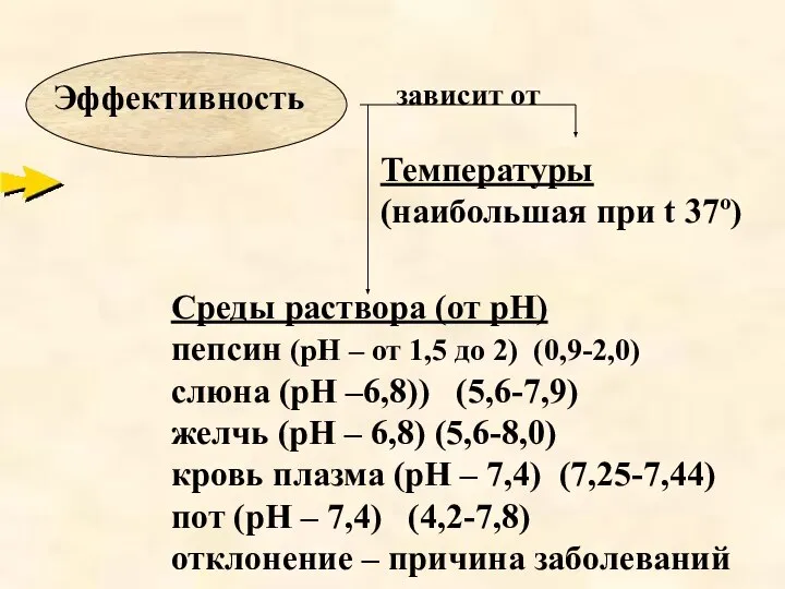 зависит от Температуры (наибольшая при t 37º) Среды раствора (от рН) пепсин