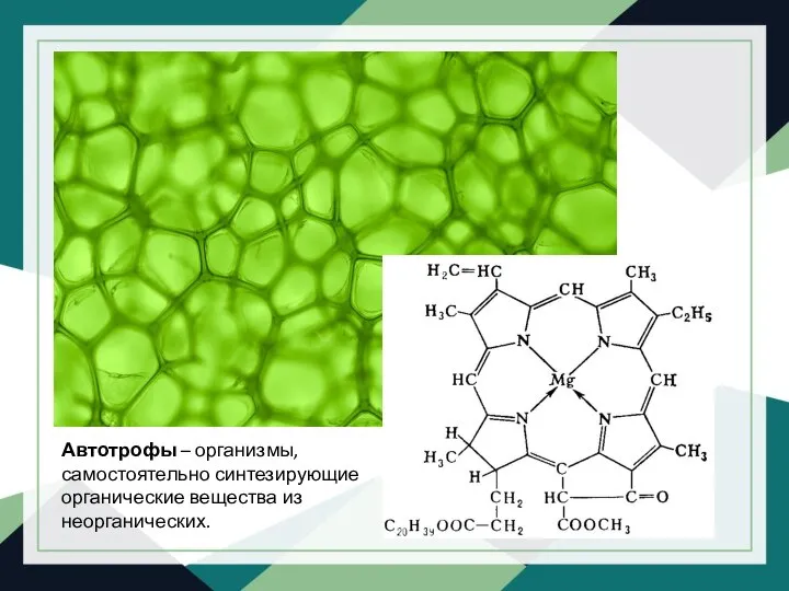 Автотрофы – организмы, самостоятельно синтезирующие органические вещества из неорганических.