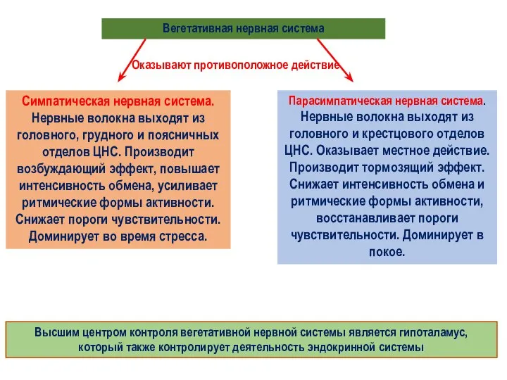 Вегетативная нервная система Оказывают противоположное действие Симпатическая нервная система. Нервные волокна выходят