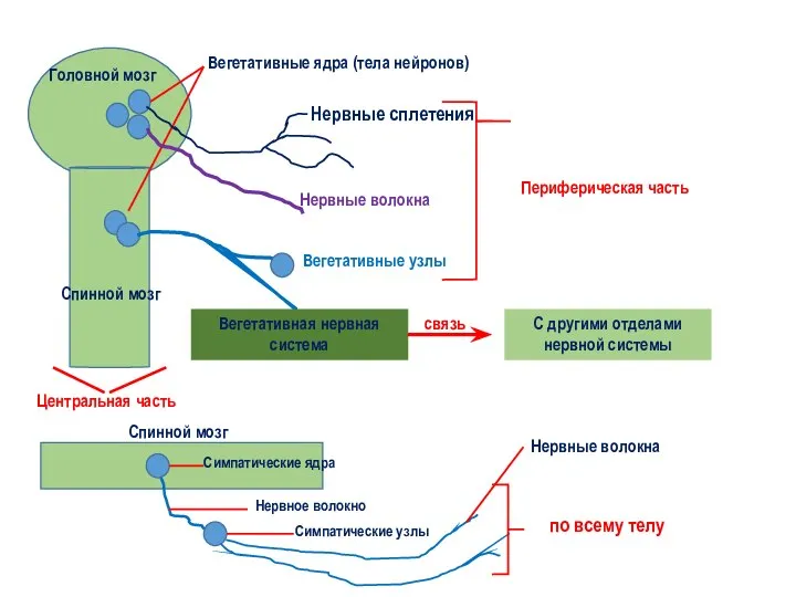 Головной мозг Вегетативные ядра (тела нейронов) Центральная часть Спинной мозг Нервные сплетения