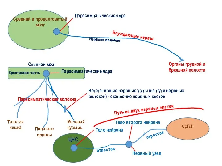 Средний и продолговатый мозг Парасимпатические ядра Нервное волокно Блуждающие нервы Органы грудной