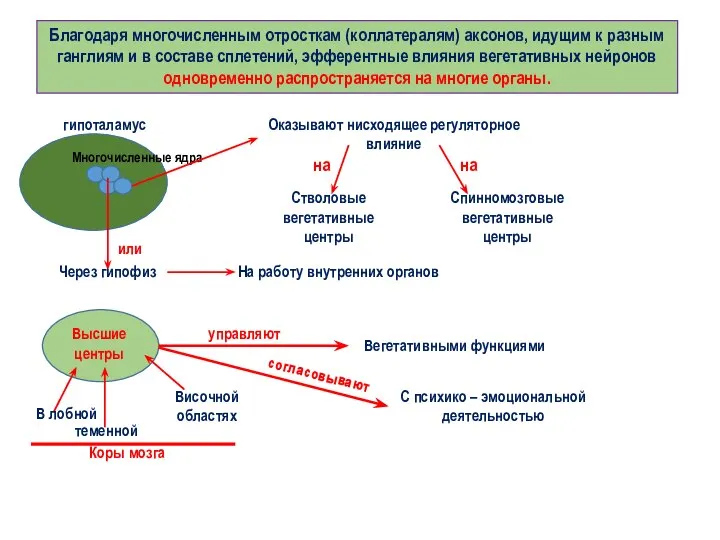 Благодаря многочисленным отросткам (коллатералям) аксонов, идущим к разным ганглиям и в составе