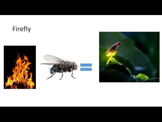 Firefly