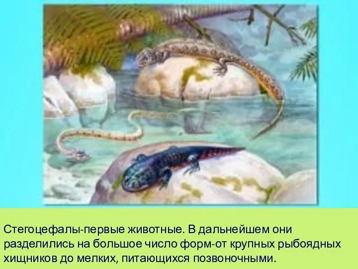 Стегоцефалы-первые животные. В дальнейшем они разделились на большое число форм-от крупных рыбоядных