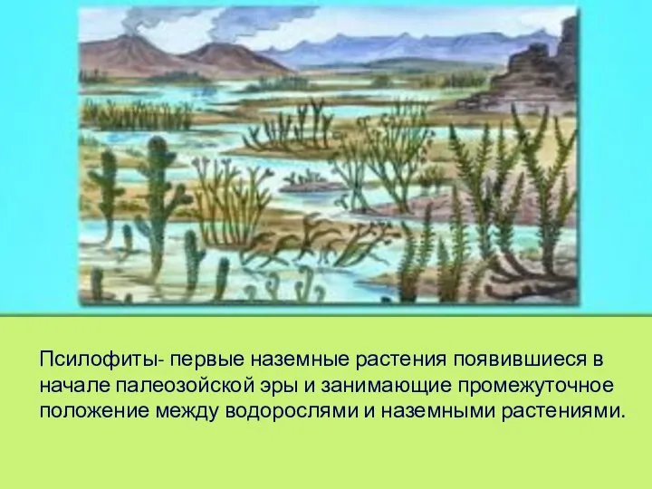 Псилофиты- первые наземные растения появившиеся в начале палеозойской эры и занимающие промежуточное