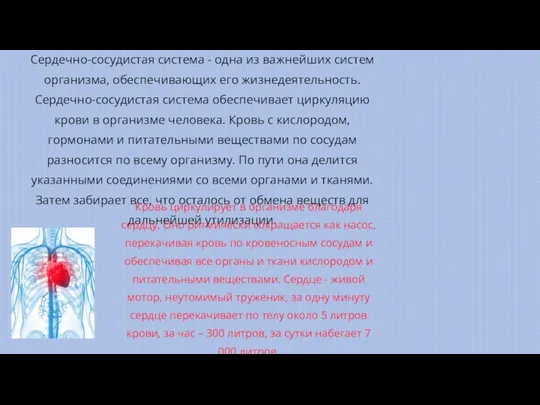 Cердечно-сосудистая система - одна из важнейших систем организма, обеспечивающих его жизнедеятельность. Сердечно-сосудистая