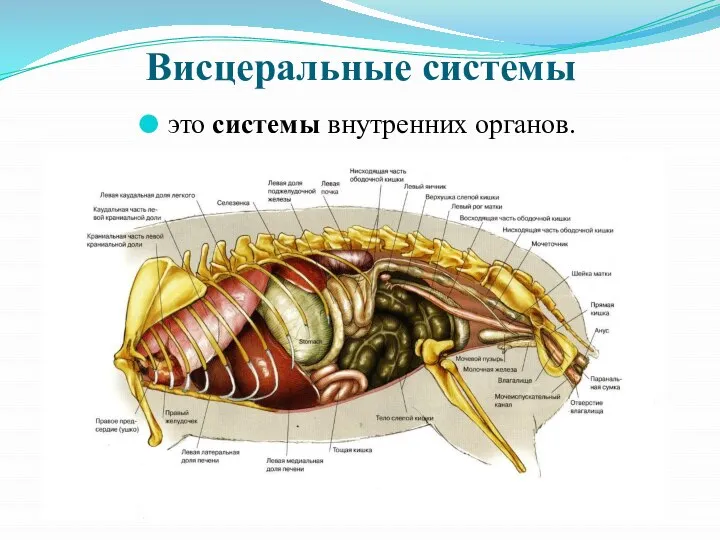 Висцеральные системы это системы внутренних органов.