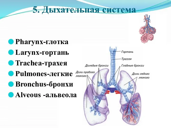 5. Дыхательная система Pharynx-глотка Larynx-гортань Trachea-трахея Pulmones-легкие Bronchus-бронхи Alveous -альвеола