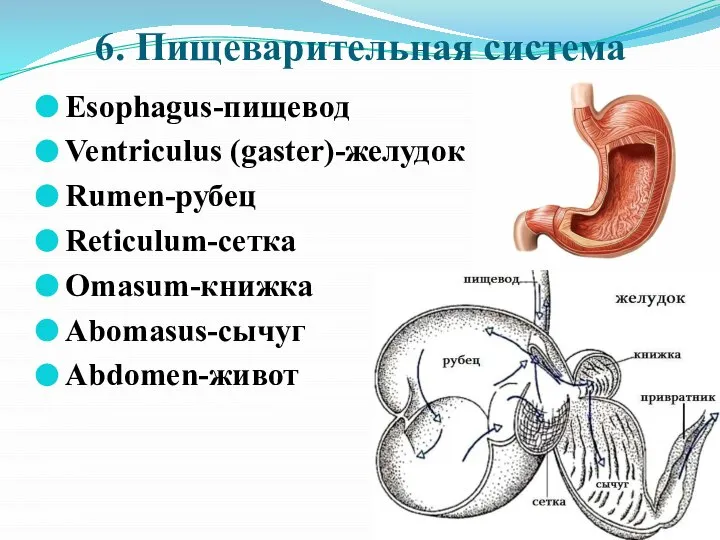 6. Пищеварительная система Esophagus-пищевод Ventriculus (gaster)-желудок Rumen-рубец Reticulum-сетка Omasum-книжка Abomasus-сычуг Abdomen-живот