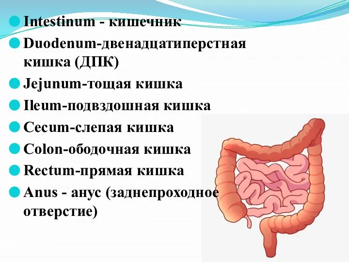 Intestinum - кишечник Duodenum-двенадцатиперстная кишка (ДПК) Jejunum-тощая кишка Ileum-подвздошная кишка Cecum-слепая кишка