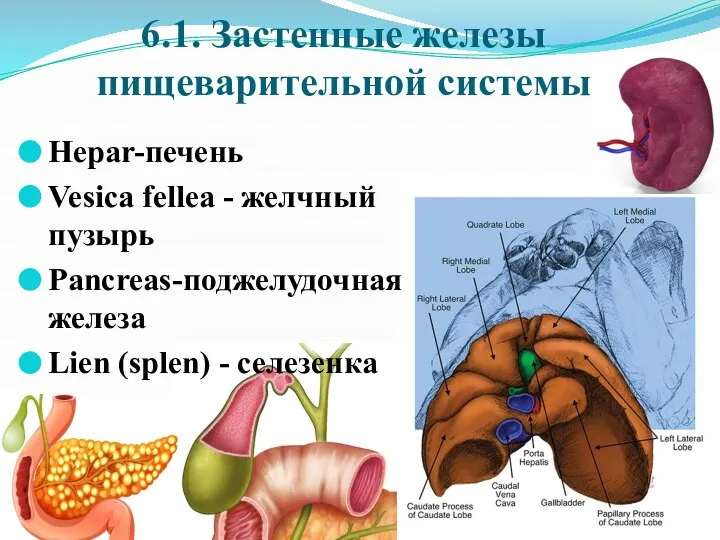 6.1. Застенные железы пищеварительной системы Hepar-печень Vesica fellea - желчный пузырь Pancreas-поджелудочная