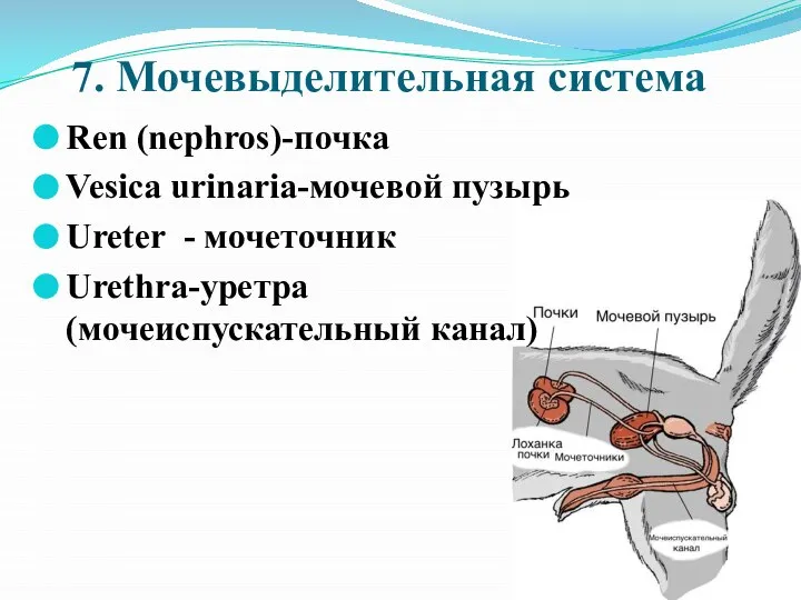 7. Мочевыделительная система Ren (nephros)-почка Vesica urinaria-мочевой пузырь Ureter - мочеточник Urethra-уретра (мочеиспускательный канал)