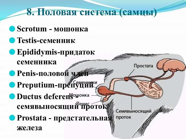 8. Половая система (самцы) Scrotum - мошонка Testis-семенник Epididymis-придаток семенника Penis-половой член