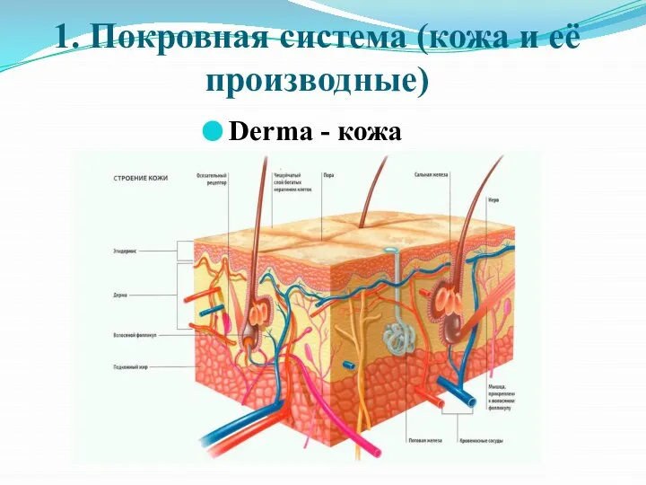 1. Покровная система (кожа и её производные) Derma - кожа