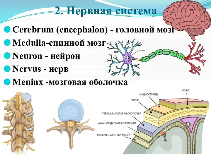 2. Нервная система Cerebrum (encephalon) - головной мозг Medulla-спинной мозг Neuron -