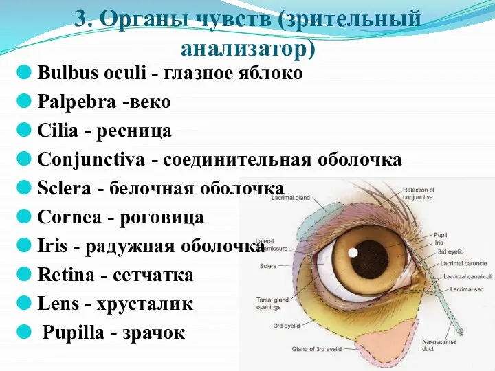 3. Органы чувств (зрительный анализатор) Bulbus oculi - глазное яблоко Palpebra -веко