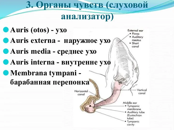 3. Органы чувств (слуховой анализатор) Auris (otos) - ухо Auris externa -