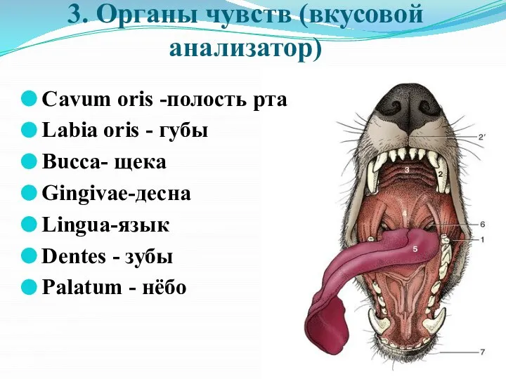 3. Органы чувств (вкусовой анализатор) Cavum oris -полость рта Labia oris -