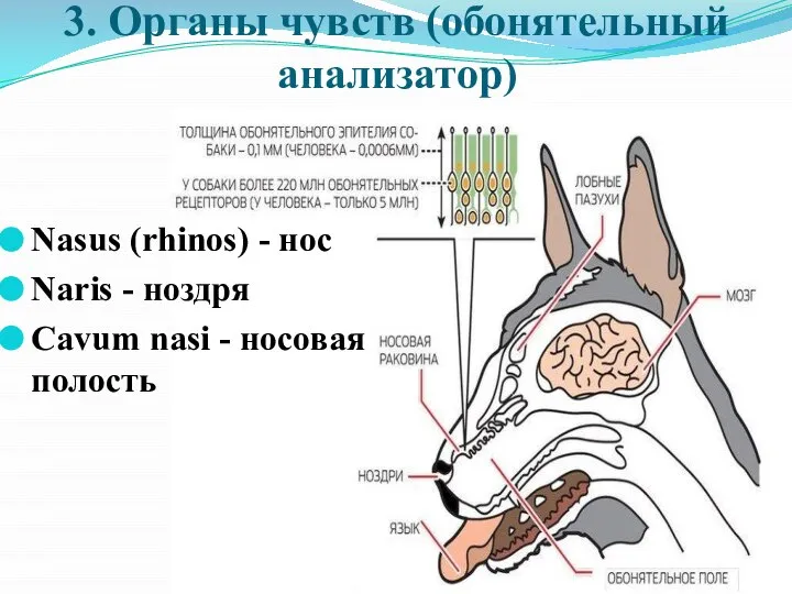 3. Органы чувств (обонятельный анализатор) Nasus (rhinos) - нос Naris - ноздря