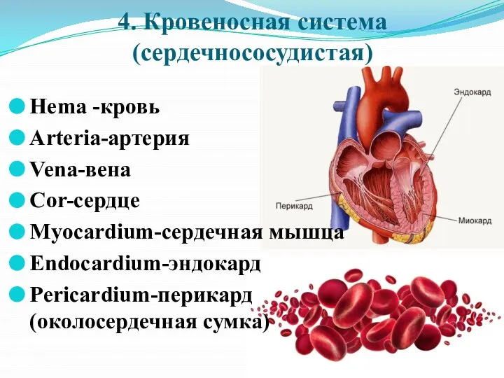 4. Кровеносная система (сердечнососудистая) Hema -кровь Arteria-артерия Vena-вена Cor-сердце Myocardium-сердечная мышца Endocardium-эндокард Pericardium-перикард (околосердечная сумка)