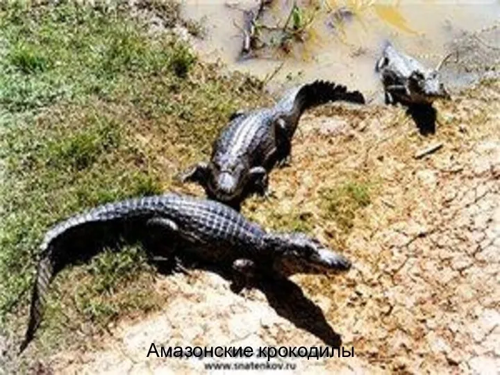 Амазонские крокодилы