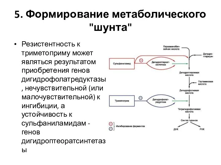 5. Формирование метаболического "шунта" Резистентность к триметоприму может являться результатом приобретения генов