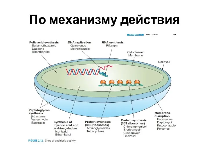 По механизму действия