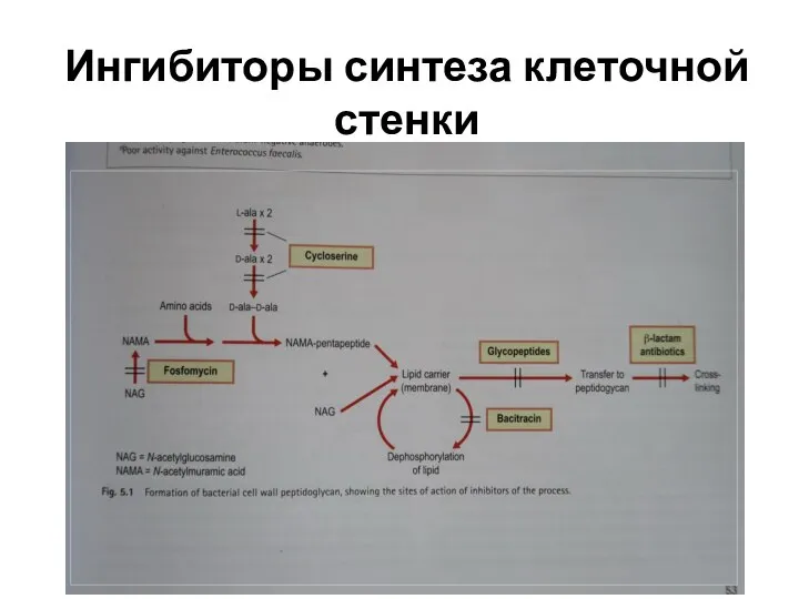 Ингибиторы синтеза клеточной стенки