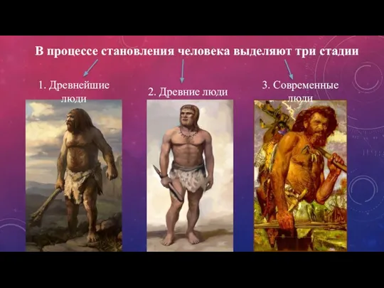 В процессе становления человека выделяют три стадии 1. Древнейшие люди 2. Древние люди 3. Современные люди