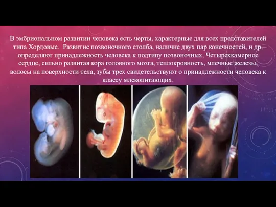 В эмбриональном развитии человека есть черты, характерные для всех представителей типа Хордовые.