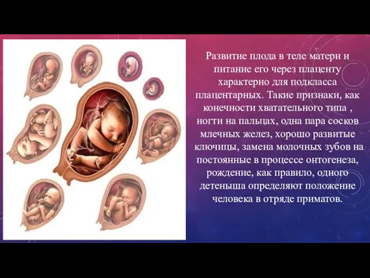 Развитие плода в теле матери и питание его через плаценту характерно для
