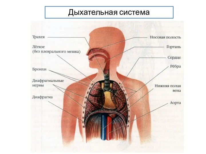 Дыхательная система