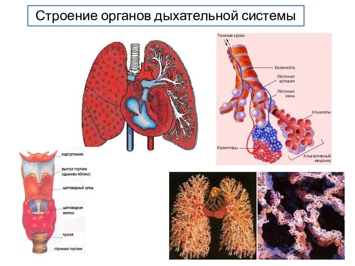 Строение органов дыхательной системы