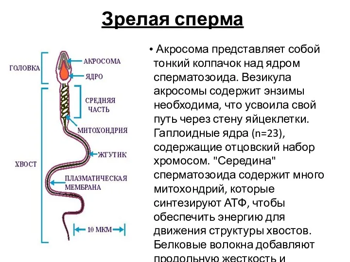 Зрелая сперма Акросома представляет собой тонкий колпачок над ядром сперматозоида. Везикула акросомы