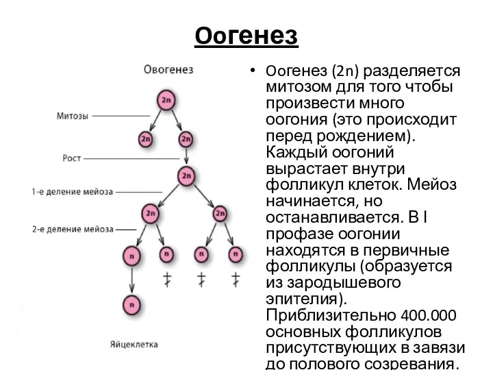 Ooгенез Ooгенез (2n) разделяется митозом для того чтобы произвести много оогония (это