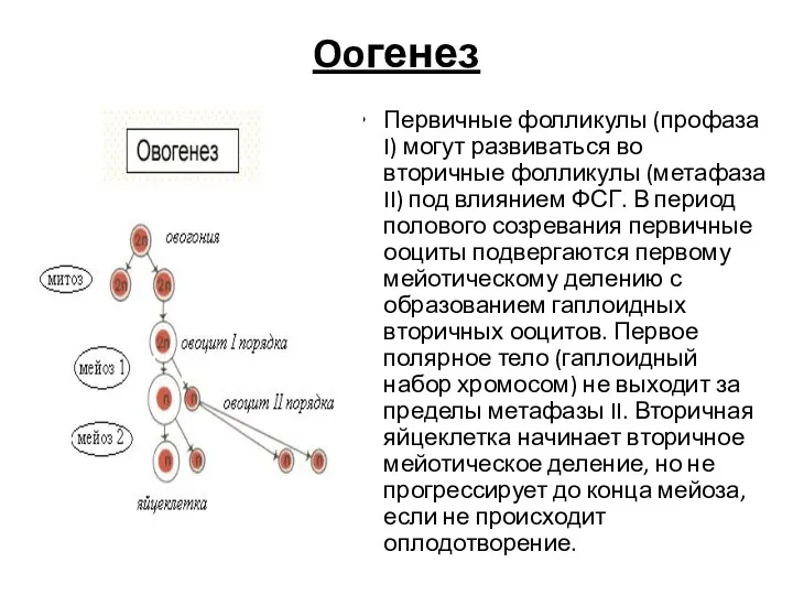 Ooгенез Первичные фолликулы (профаза I) могут развиваться во вторичные фолликулы (метафаза II)