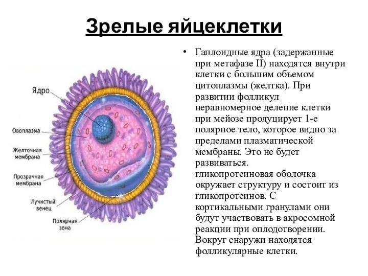 Зрелые яйцеклетки Гаплоидные ядра (задержанные при метафазе II) находятся внутри клетки с