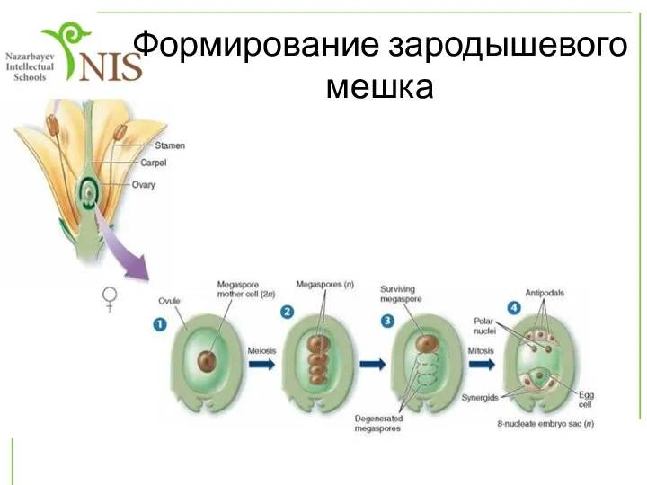 Формирование зародышевого мешка