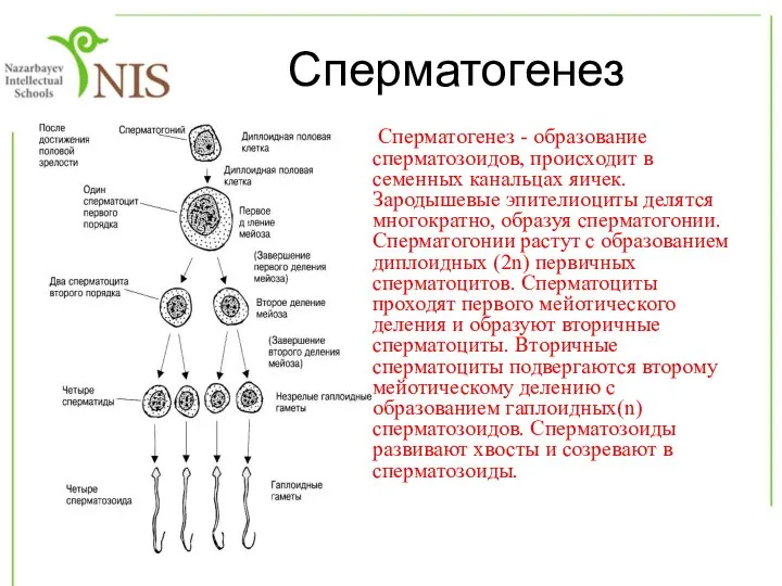 Сперматогенез Сперматогенез - образование сперматозоидов, происходит в семенных канальцах яичек. Зародышевые эпителиоциты