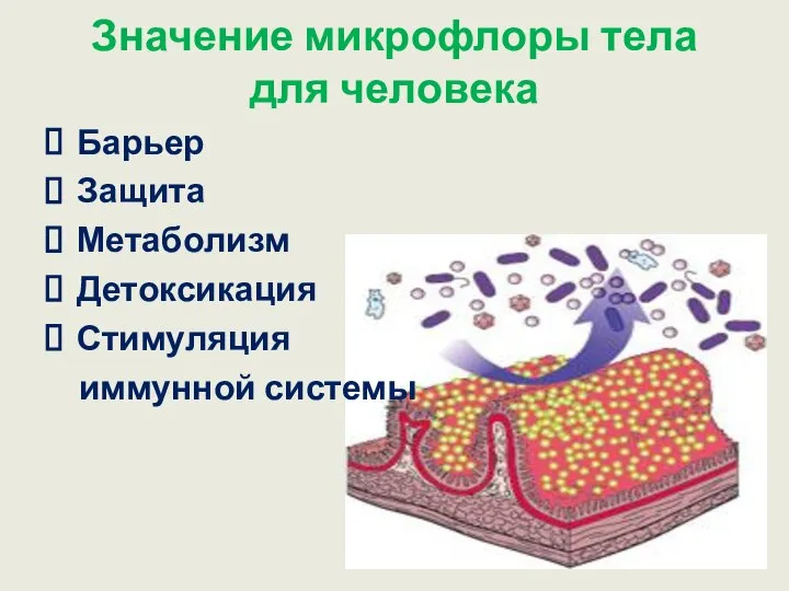 Значение микрофлоры тела для человека Барьер Защита Метаболизм Детоксикация Стимуляция иммунной системы