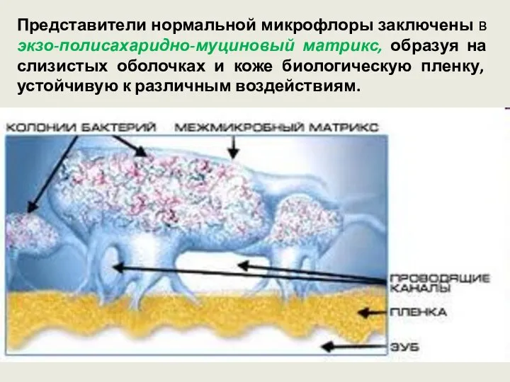 Представители нормальной микрофлоры заключены в экзо-полисахаридно-муциновый матрикс, образуя на слизистых оболочках и