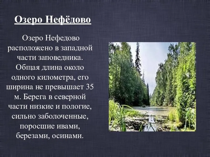 Озеро Нефёдово Озеро Нефедово расположено в западной части заповедника. Общая длина около