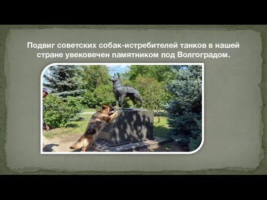 Подвиг советских собак-истребителей танков в нашей стране увековечен памятником под Волгоградом.