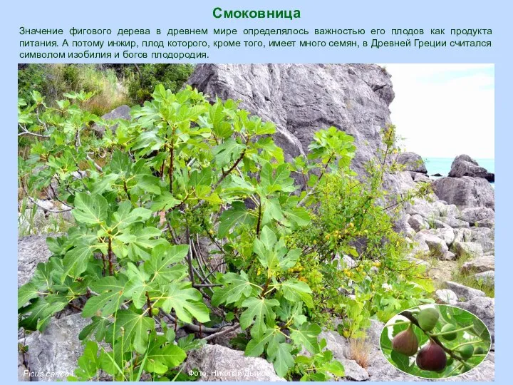 Смоковница Ficus carica L. Фото: Николай Дьяков Значение фигового дерева в древнем