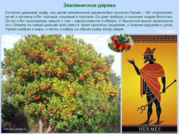 Земляничное дерево Arbutus unedo L. Согласно древнему мифу, под диким земляничным деревом